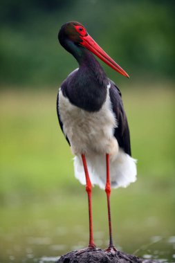 Kara leylek (Ciconia nigra). Tepe çamurunda kara leylek. Büyük kırmızı gagalı kara su kuşu kilden bir yuvada uzun bacaklı..