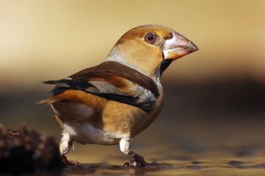 Şahin ispinozu (Coccothraustes coccothraustes) bir içicinin yanında oturur. Su birikintisinden içen renkli yolcu..