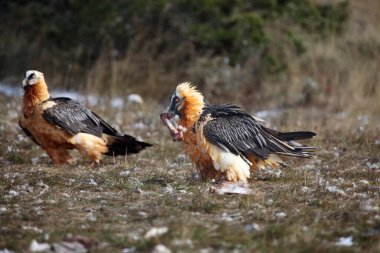 Sakallı akbaba (Gypaetus barbatus), aynı zamanda sakallı akbaba olarak da bilinir. Sakallıların tipik beslenme davranışları..