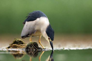 Siyah taçlı gece balıkçıl (Nycticorax nycticorax), genellikle yeşil arka planlı gece balıkçıl. Gece balıkçılığı.