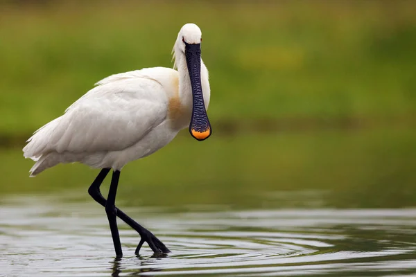 Colher Eurasiática Colherada Comum Platalea Leucorodia Uma Lagoa Fundo Verde — Fotografia de Stock