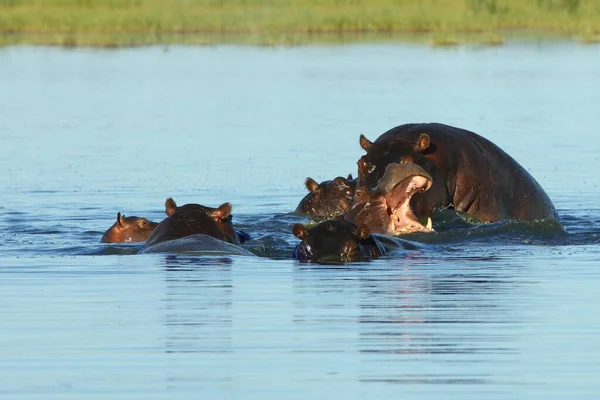 Hippopotame Commun Hippopotamus Amphibius Hippopotame Couché Dans Eau Deux Grands — Photo