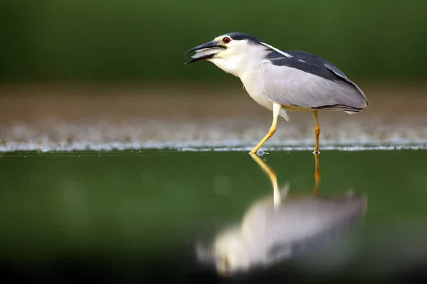 Czarno Koronowany Czapla Nocna Nycticorax Nycticorax Powszechnie Czapla Nocna Zielonym — Zdjęcie stockowe