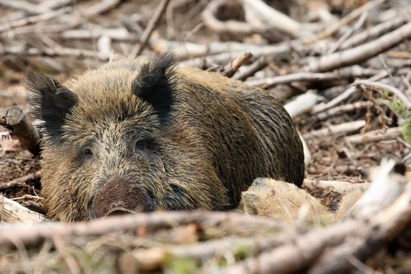 Divočák Divoký Sus Scrofa Známý Také Jako Divoké Prasata Nebo — Stock fotografie