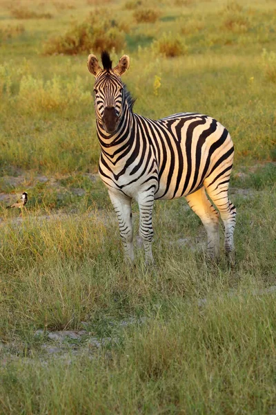 Ovalar Zebra Equus Quagga Eski Adıyla Equus Burchellii Yaygın Zebra — Stok fotoğraf