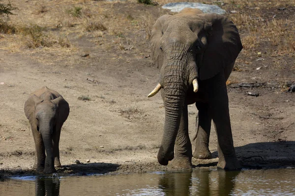 Elefante Arbusto Africano Loxodonta Africana Bebiendo Del Abrevadero Grande Macho — Foto de Stock