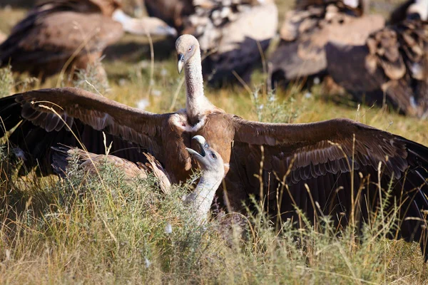 Griffon Akbabası Gyps Fulvus Yerde Savaşırken Yemek Kavgasında Büyük Akbabalar — Stok fotoğraf