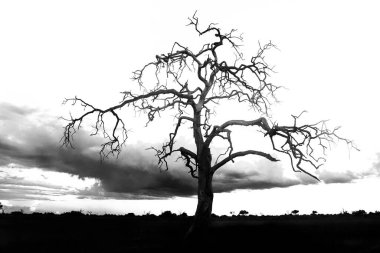Alacakaranlıkta büyük kuru bir ağaç Afrika 'nın baskın bir özelliğidir. Siyah beyaz desenli kocaman kuru bir ağaç..