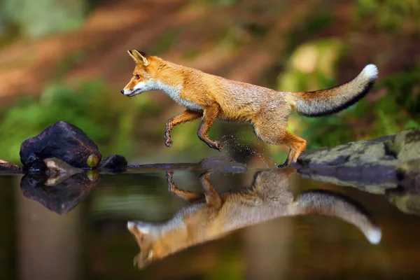 幼小的红狐狸在森林中被猎食后悄悄地靠近水 狐狸在森林溪流中跳过小瀑布时 — 图库照片