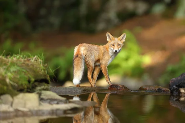 幼小的红狐狸在森林中被猎食后悄悄地靠近水 狐狸站在茂密的森林中的小瀑布顶上 — 图库照片