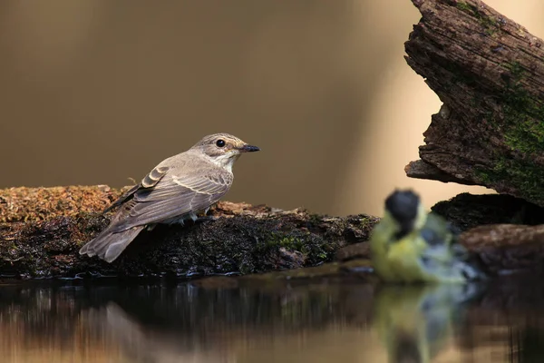 Spotted Flycatcher Muscicapa Striata Sitting Shore Small Pond Drink Small — Stock Photo, Image