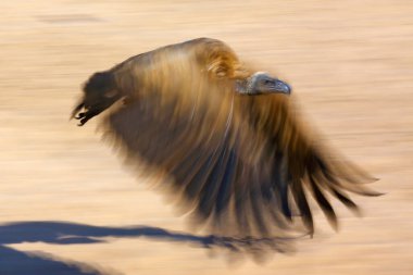 The white-backed vulture (Gyps africanus) flies over the sandy beach of an African river. Vulture photographed using motion blur, panning technique. Artistic submission of a photograph of a bird of prey. clipart