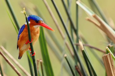 Sazlıkta oturan malakit Kingfisher (Corythornis kristali). Yeşil geçmişi olan bir Kingfisher. Kingfisher sazlıkta oturuyor..