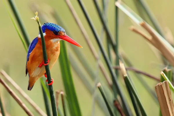 Malachita Királyhalász Corythornis Cristatus Nádason Kingfisher Zöld Háttérrel Kingfisher Nádason — Stock Fotó