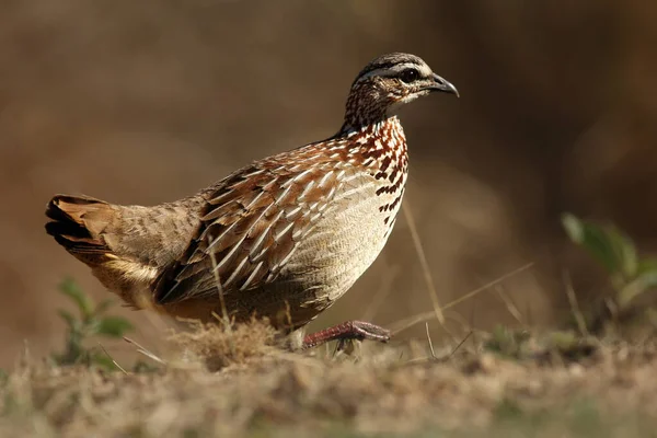 Crested Francolin Dendroperdix Sephaena Walking Horizon Savana — Stock Photo, Image