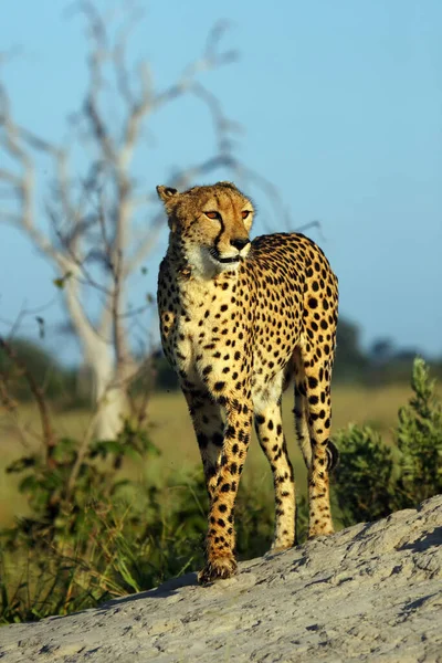 Der Gepard Acinonyx Jubatus Steht Auf Dem Thermiten Gepardenweibchen Savannendelta — Stockfoto