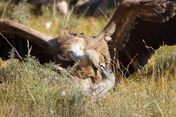 Griffongam Gyps Fulvus Medan Slåss Marken Stora Gamar Mattviste Detalj — Stockfoto