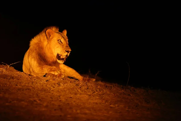 Zuidelijke Leeuw Panthera Leo Melanochaita Ook Wel Oost Zuidelijke Afrikaanse — Stockfoto