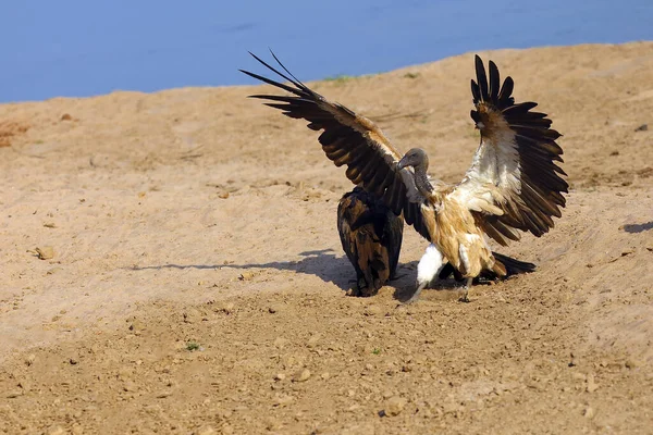 Abutre Costas Brancas Gyps Africanus Pousa Areia Margem Rio — Fotografia de Stock