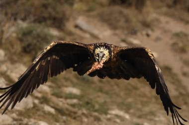 Genç sakallı akbaba (Gypaetus barbatus) ya da lammergeier ya da ossifrage, açık kanatlı ve gagasında büyük bir kemik, dağların ortasında yırtıcı kuş olarak uçar.