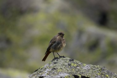 The common redstart (Phoenicurus phoenicurus) or old world flycatcher sitting on the rock covered by lichen with grey stones in background clipart