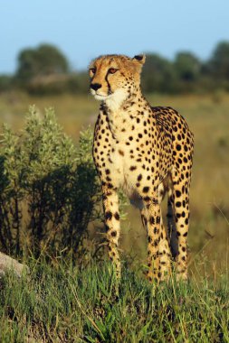 The cheetah (Acinonyx jubatus) standing on the thermite. Cheetah female in savanna delta. clipart