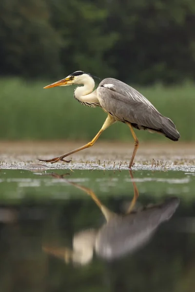 Garza Gris Ardea Cinerea Caminando Estanque Con Fondo Verde Con — Foto de Stock