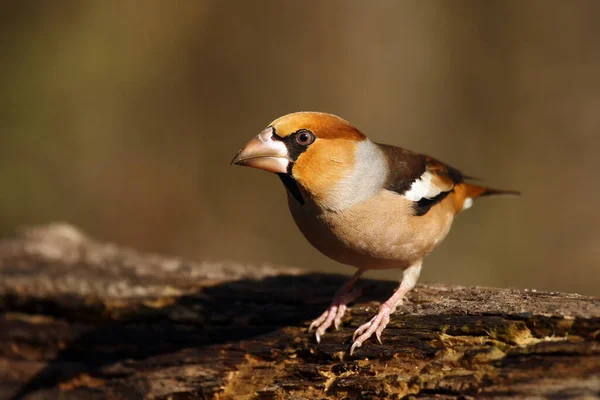 Ястреб Coccothraustes Coccothraustes Сидит Пьющего Цветной Прохожий Возле Воды — стоковое фото