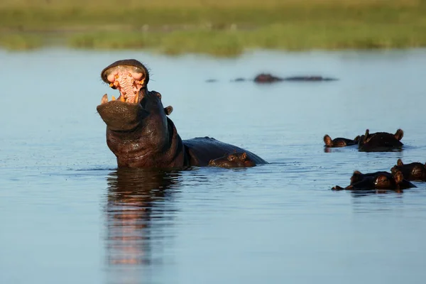 Hippopotame Commun Hippopotamus Amphibius Hippopotame Couché Dans Eau Hippopotame Bouche — Photo
