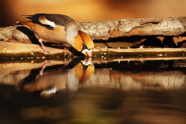 Şahin ispinozu (Coccothraustes coccothraustes) bir içicinin yanında oturur. Su birikintisinden içen renkli yolcu..