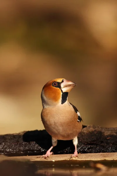 Hawfinch Coccothraustes Coccothraustes Sitting Drinker Color Passerine Water — Stock Photo, Image