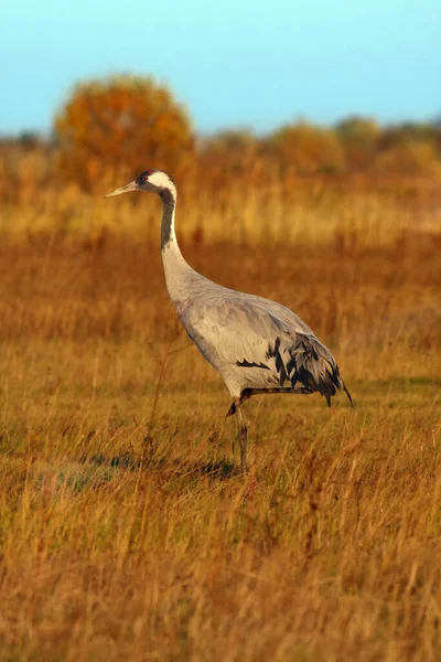 Guindaste Comum Grus Grus Também Conhecido Como Guindaste Eurasiano Luz — Fotografia de Stock