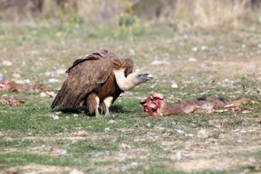 Griffon akbabası (Gyps fulvus) besleyicinin üzerinde. Ceset kalıntılarından kalan son leş yiyicilerden biri..
