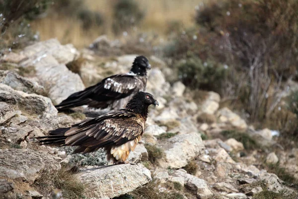 수염수리 Gypaetus Barbatus 수염수리 Lammergeier 도알려져 대머리 Gypaetus Barbatus 먹이를 — 스톡 사진