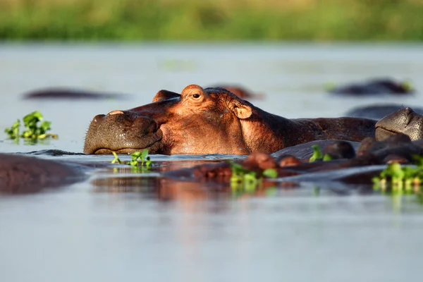 Hipopótamo Común Hippopotamus Amphibius Hipopótamo Que Yace Agua Retrato Hipopótamo —  Fotos de Stock