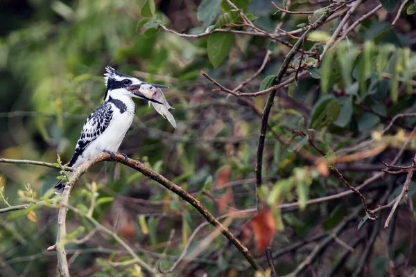 Kingfisher Pied Ceryle Rudis Sentado Ramo Thorny Acacia Black Kingfisher — Fotografia de Stock