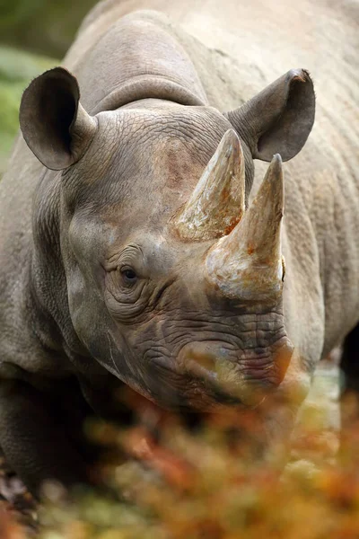 Rinoceronte Preto Rinoceronte Gancho Diceros Bicornis Retrato — Fotografia de Stock