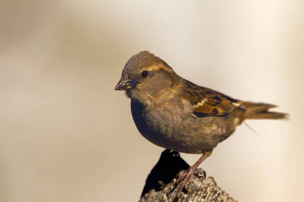 Dům Vrabec Passer Domesticus Sedí Staré Střeše Žena Zpěvačka Sedí — Stock fotografie