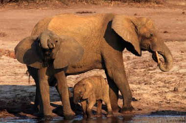 Afrika çalı fili (Loxodonta africana) su birikintisinde su içiyor. Savanadaki fil ailesi, dişi ve iki genç içkisi..