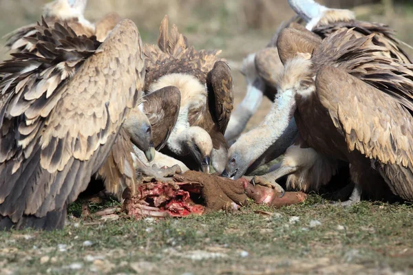 Abutre Griffon Gyps Fulvus Alimentador Uma Maneira Típica Abrir Uma — Fotografia de Stock