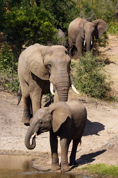 Afrykański Krzak Słoń Loxodonta Africana Pijący Przy Wodopoju Rodzina Słoni — Zdjęcie stockowe