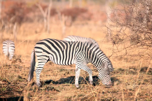 Das Flachzebra Equus Quagga Ehemals Equus Burchellii Auch Bekannt Als — Stockfoto