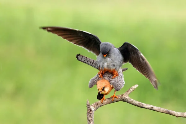 Falcão Pés Vermelhos Falco Vespertinus Antigo Falcão Pés Vermelhos Ocidentais — Fotografia de Stock