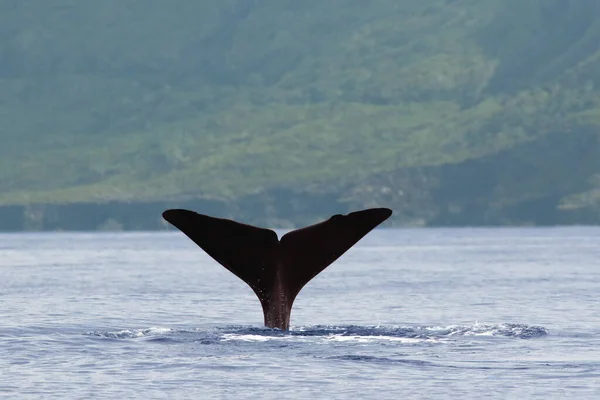 抹香鲸 大头鲸 或土拨鼠 抹香鲸尾巴 — 图库照片