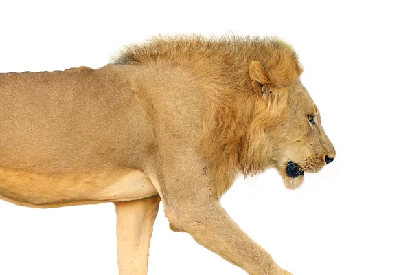 Leão Sul Panthera Leo Melanochaita Leão Africano Grande Macho Dominante — Fotografia de Stock