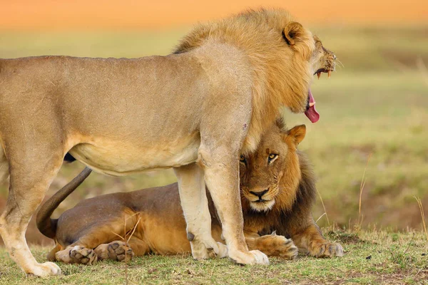 Leão Sul Panthera Leo Também Leão África Oriental Austral Machos — Fotografia de Stock