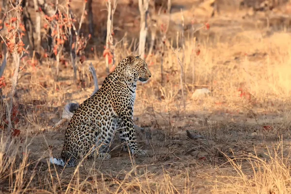 Afrikai Leopárd Panthera Pardus Pardus Nagy Hím Első Reggeli Fényben — Stock Fotó