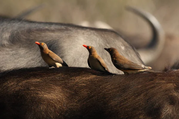 Roodsnaveloxpikken Buphagus Erythrorhynchus Zittend Zwarte Rug Van Afrikaanse Buffels Kaapse — Stockfoto