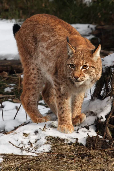 Euraziatische Lynx Lynx Lynx Ligt Aan Het Einde Van Winter — Stockfoto