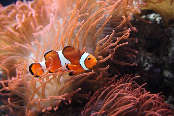 The ocellaris clownfish (Amphiprion ocellaris) or common clownfish is hiding rose sea anemone, typical behaviour